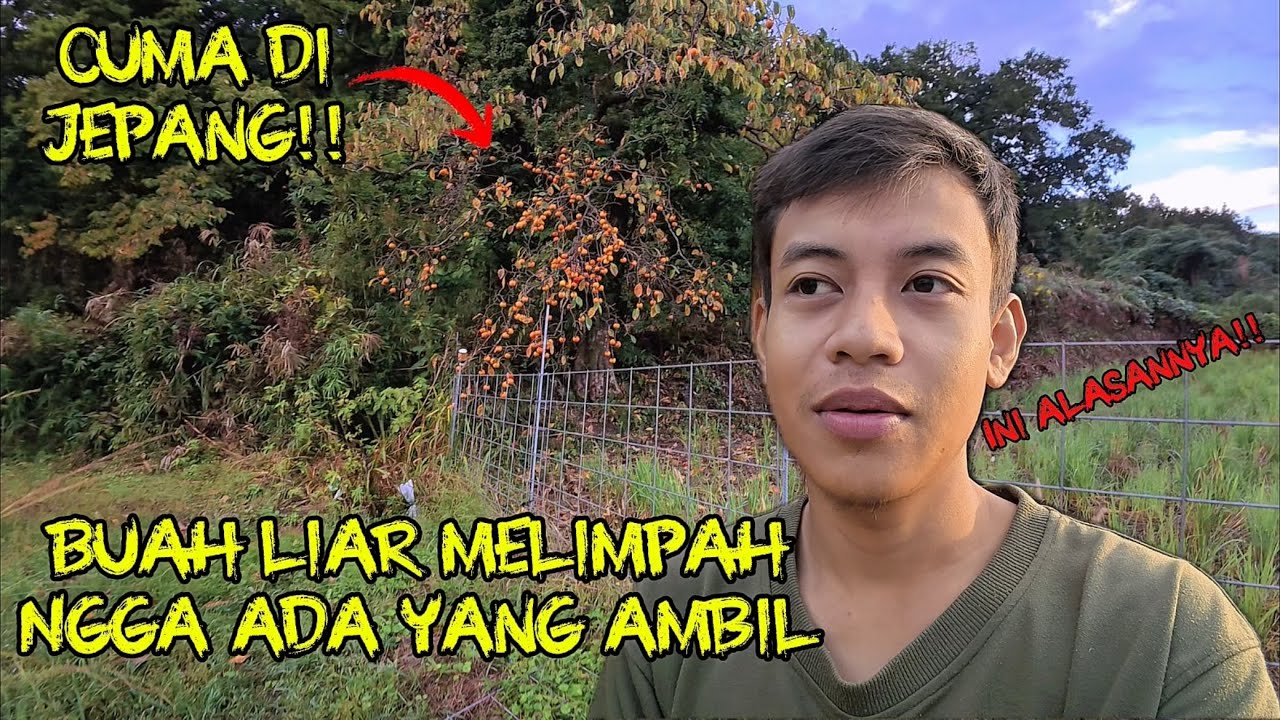 INI ALASAN BUAH LIAR MELIMPAH DI DESA JEPANG!! AUTO PENGEN METIK!!