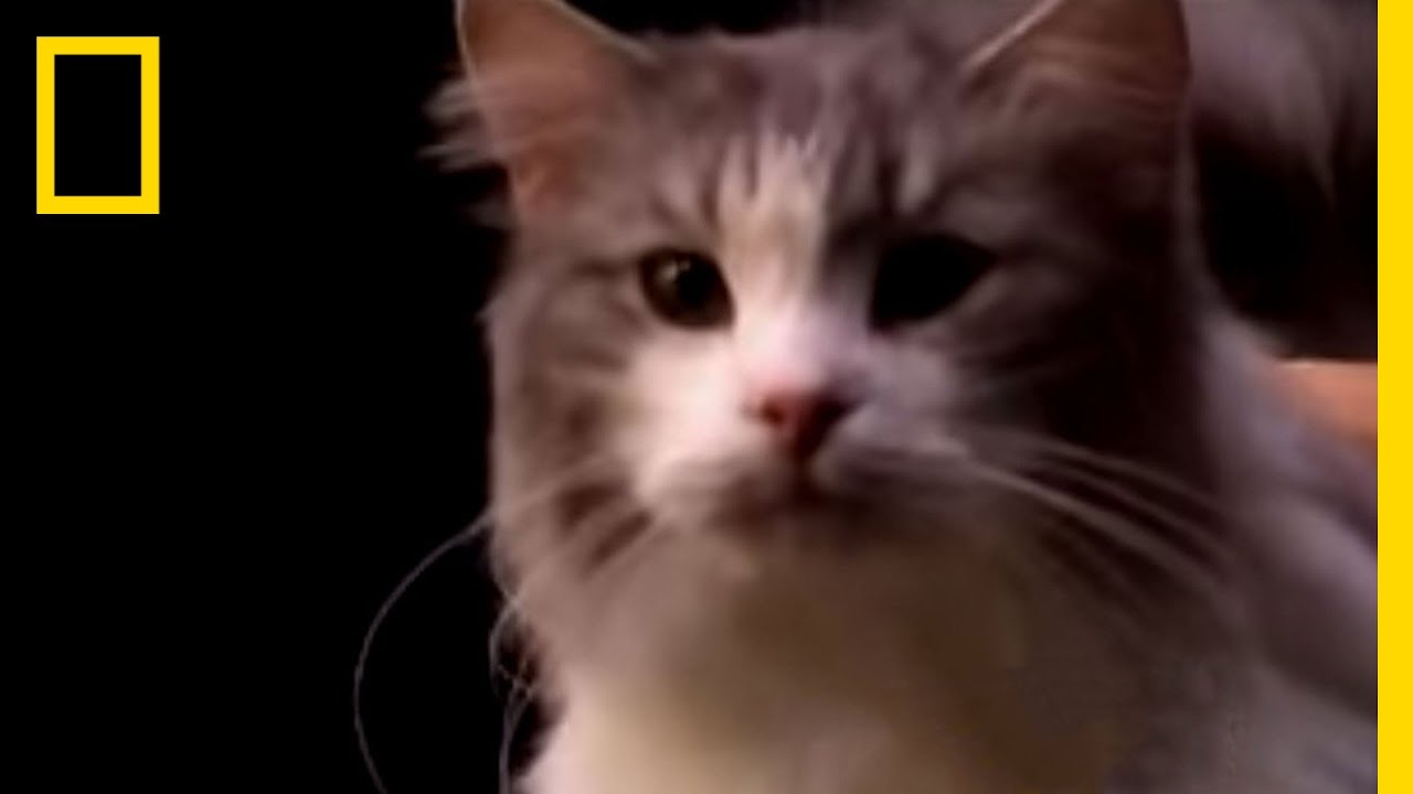 Cat Diversity | National Geographic