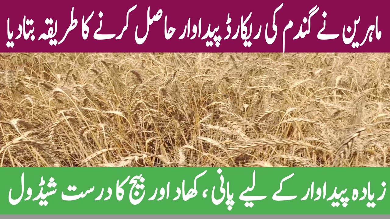 Wheat Farming Tips 2025 | Best Time for First Irrigation & Fertilizer Guide | CSN INFO