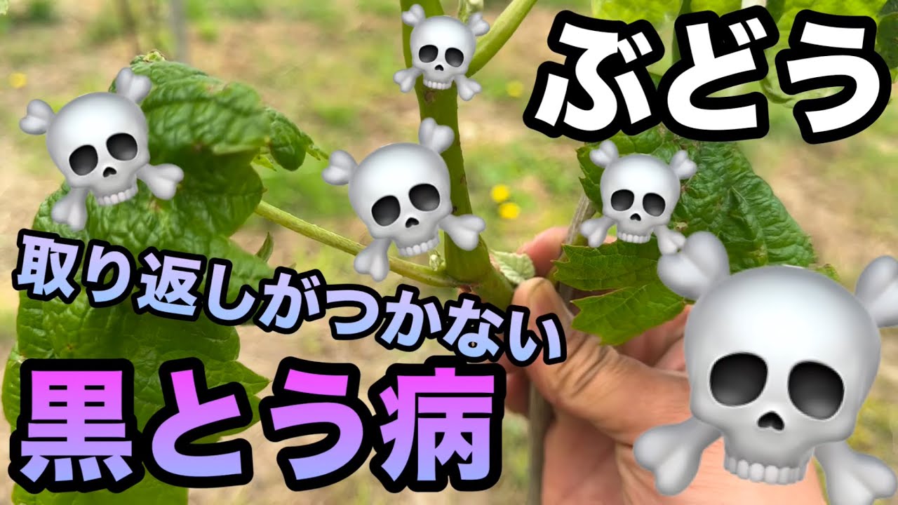 ぶどうの黒とう病対策と考え方〜1度発病すると取り返しがつきません〜2025-05-03