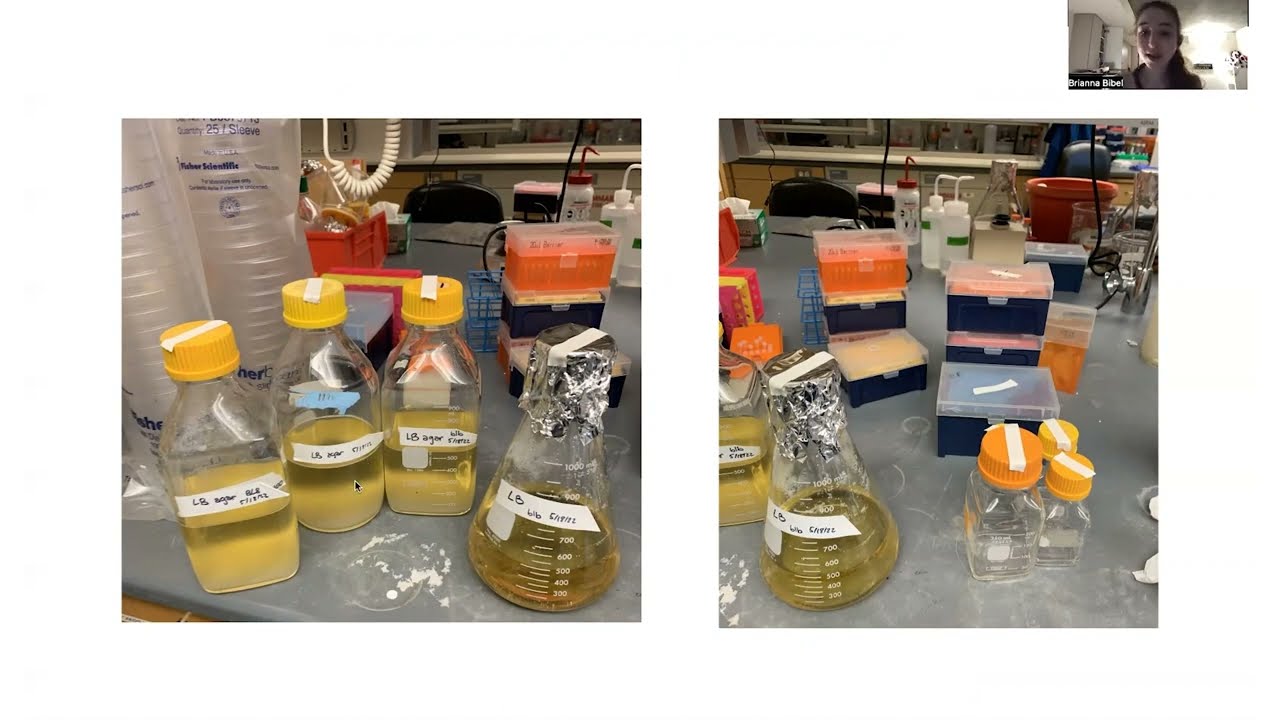 LB agar plates - theory & practice
