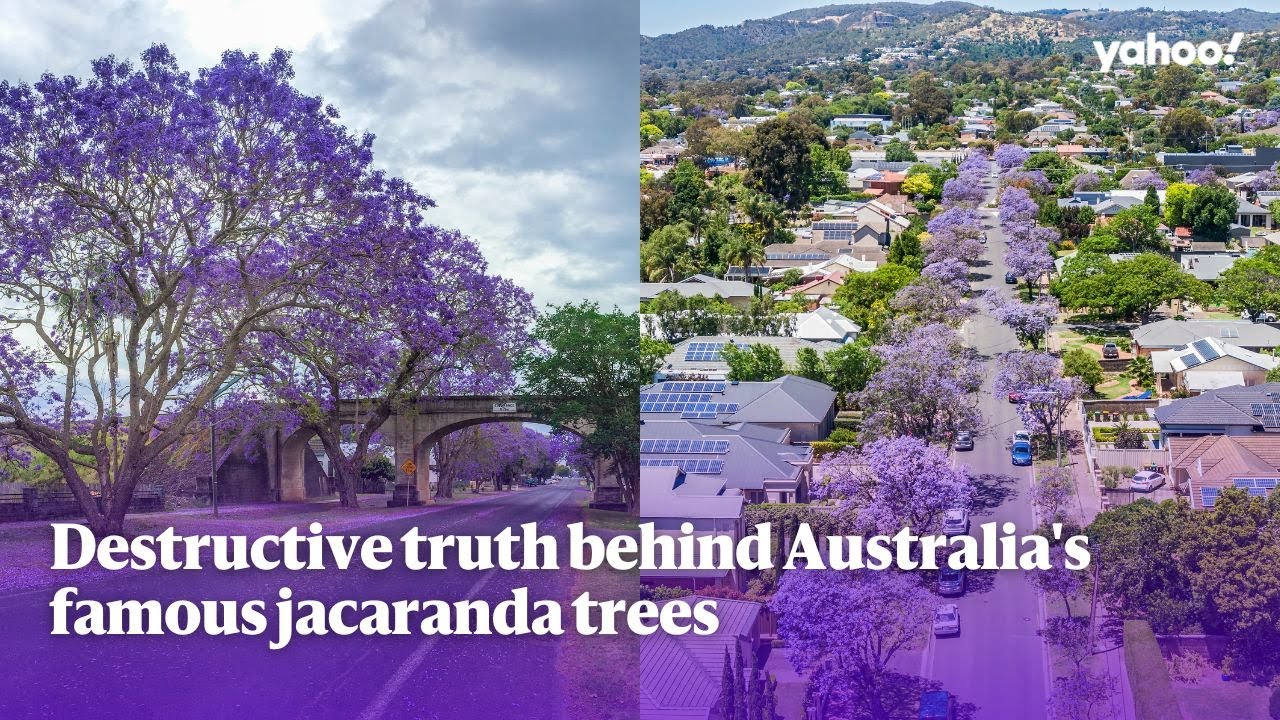 Destructive truth behind Australia's famous jacaranda trees | Yahoo Australia