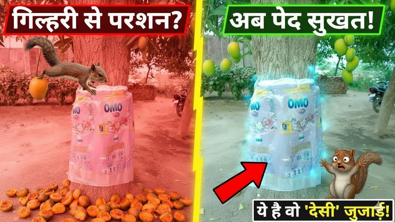 गिलहरियों को पेड़ पर चड़ने से रोके /गिलहरियों को केसे भगाए /पेड़ के फलो को गिलहरीयो से बचाए /को पकड़े