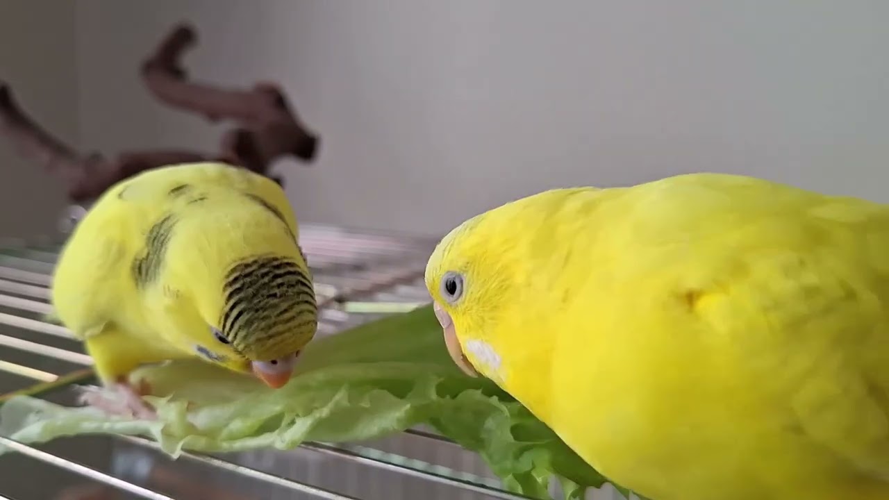 Çıtır Çıtır Marul Keyfi 🐦💚 #budgies #muhabbetkuşu #birds 