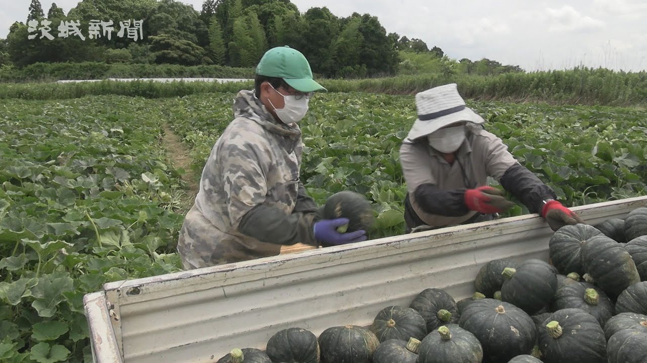日を浴びて艶々  江戸崎かぼちゃ収穫  稲敷