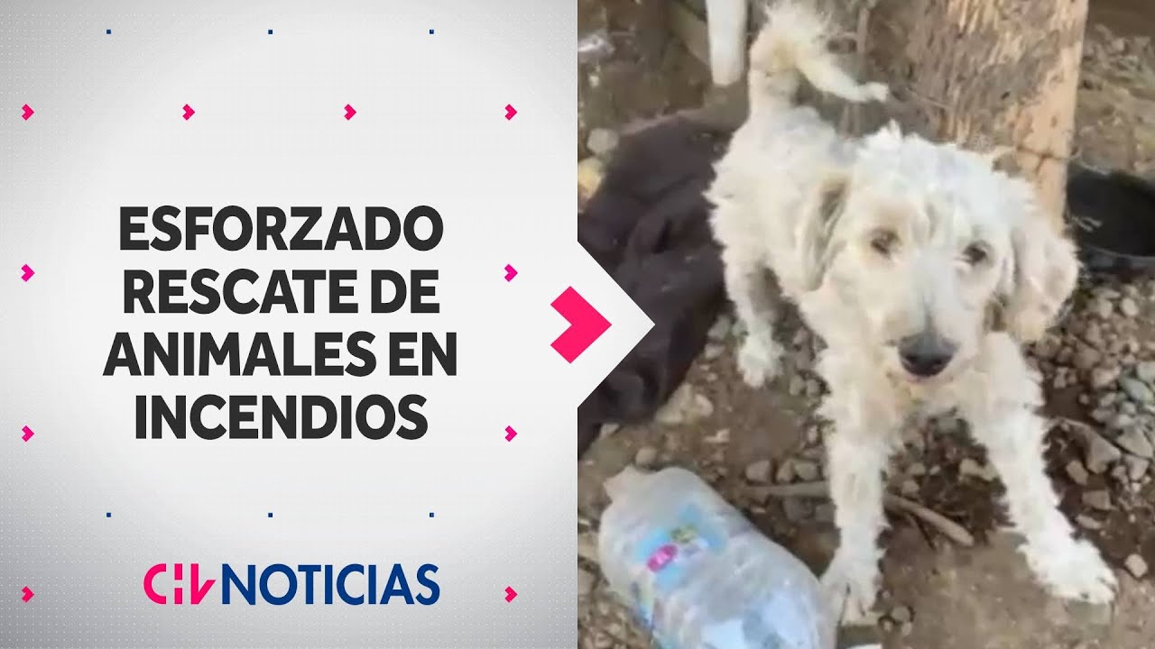 17 mil animales han muerto por los incendios forestales en el sur de Chile - CHV Noticias