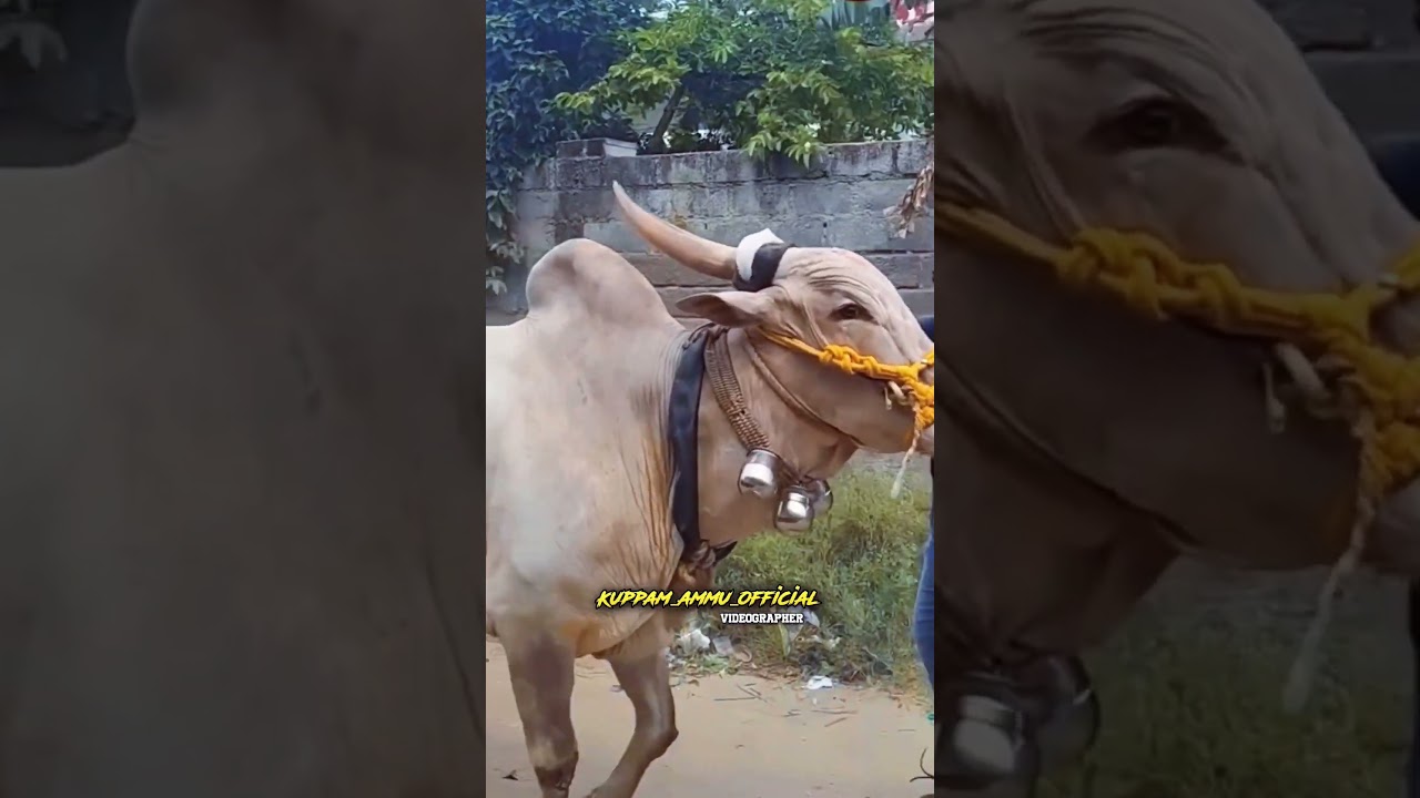 tn police 🚨💯🏆👑#erthukattu #krishnagiri #jallikattukalai #jallikattu #bullfarm #indiancaptain