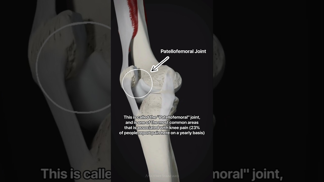 Patellofemoral Joint - Knee Movement