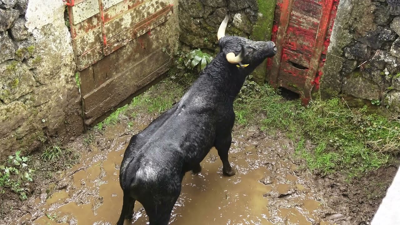 RB Bulls - Hard Work On A Rainy Day - Trabalho Duro Em Dia De Chuva