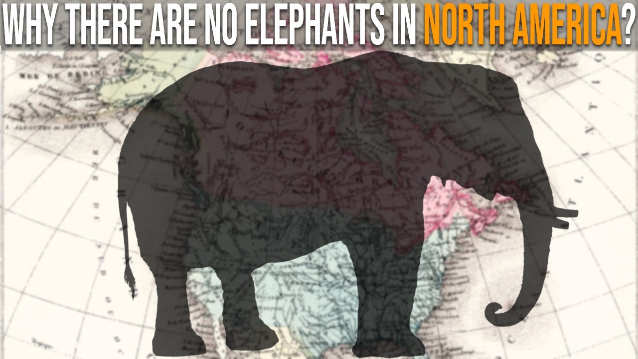 Why Are There No Elephants In North America?