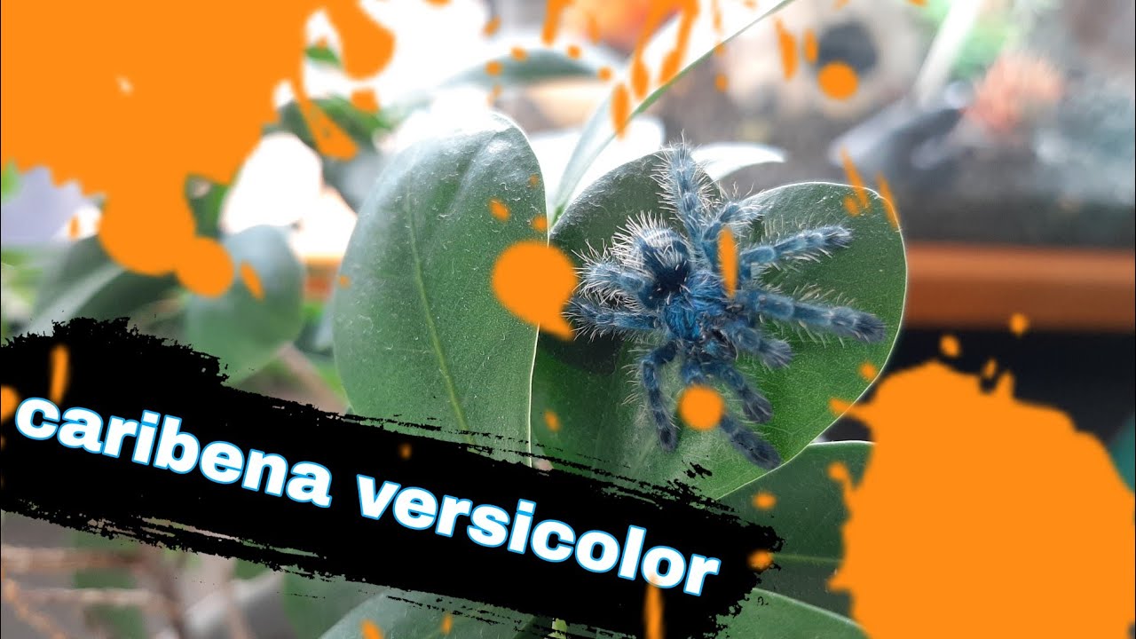 Caribena versicolor (ptasznik wielobarwny) - kr&oacute;tko co i jak