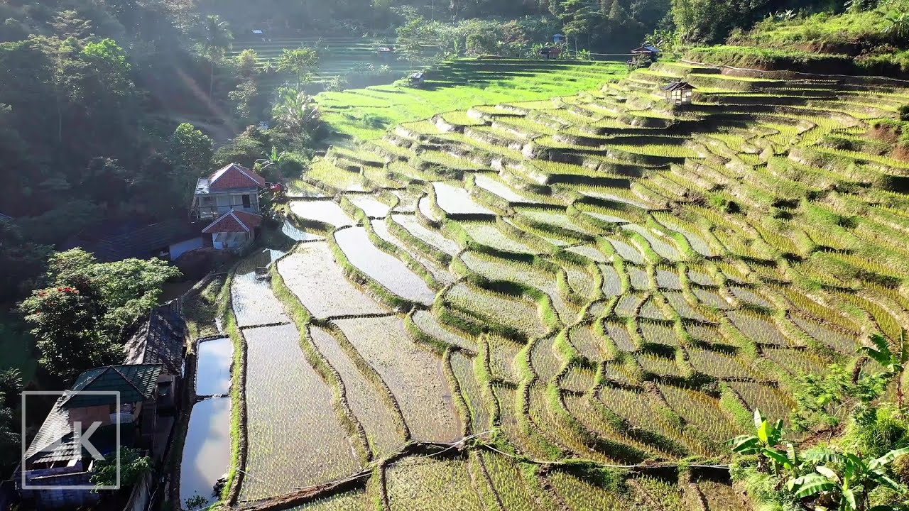 Bali, Indonesia 4K Ambience | Gamelan Music by Balinese Orchestra | Ambient Worlds | Relaxation