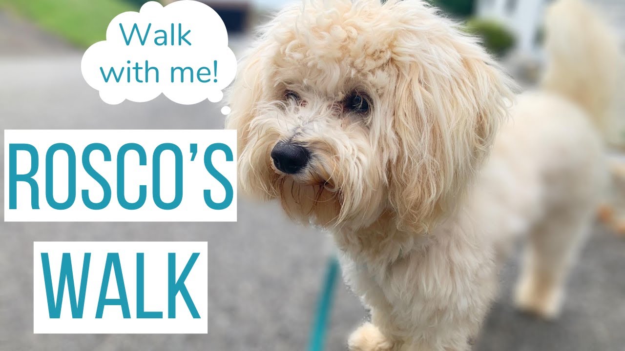 A REALISTIC WALK WITH OUR MALTIPOO PUPPY | What Walking Our Dog Really Looks Like
