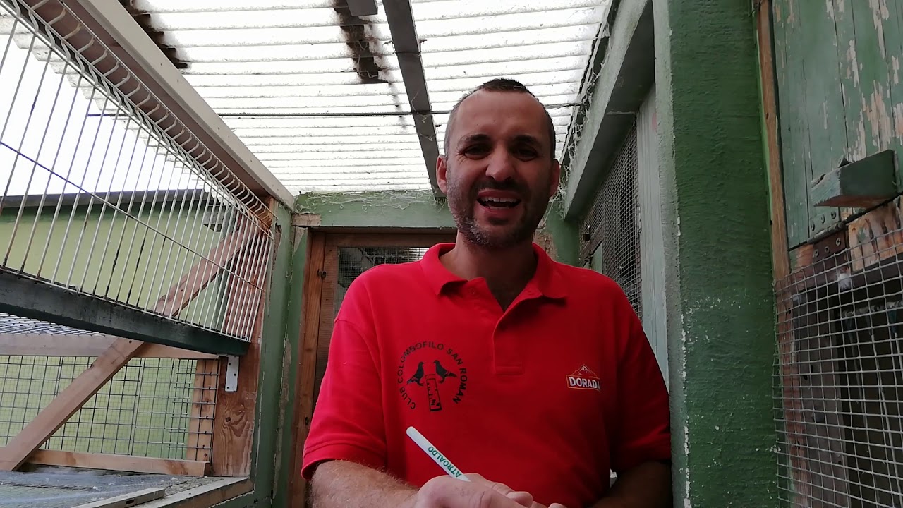 Características físicas de una paloma de velocidad y otra de fondo