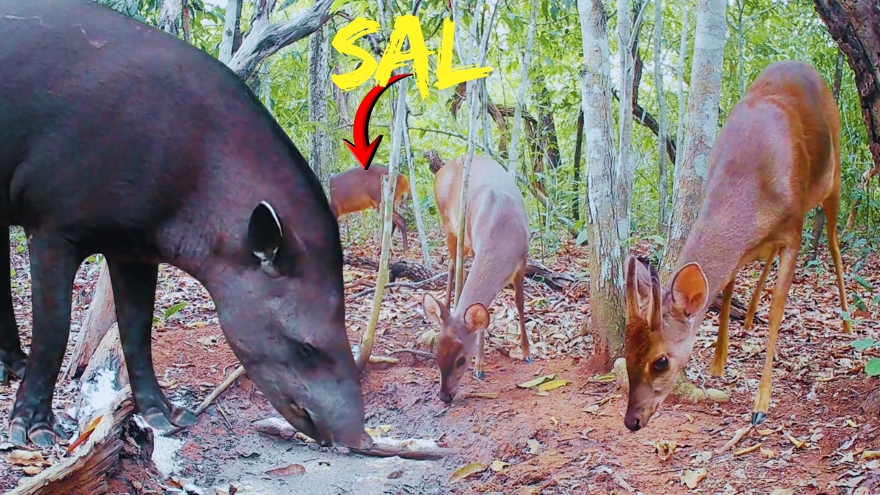 Os Animais Estão Fazendo Festa no Saleiro. Anta Caititu, Catingueiro e outros.