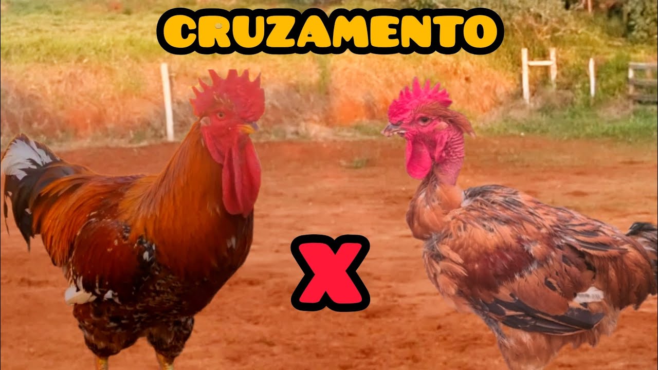 VOCÊ NÃO VAI ACREDITAR! CRUZAMENTO DE GSB X LABEL ROUGE - ACOMPANHE DO 1° DIA ATÉ VIRAR FRANGO!