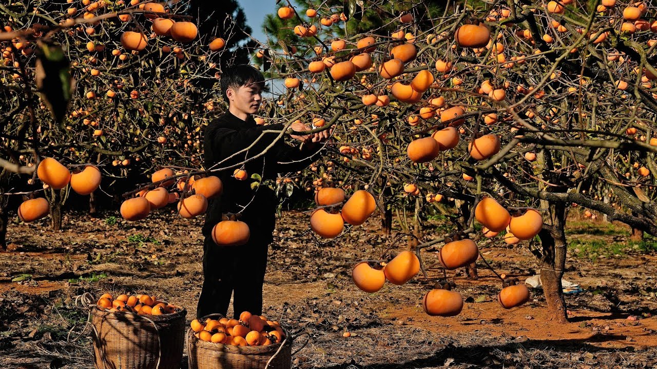 現採的生柿子不要着急吃，原來還有幾個步驟？#柿子 #柿饼 #ramphal #uniquefruits #healthy