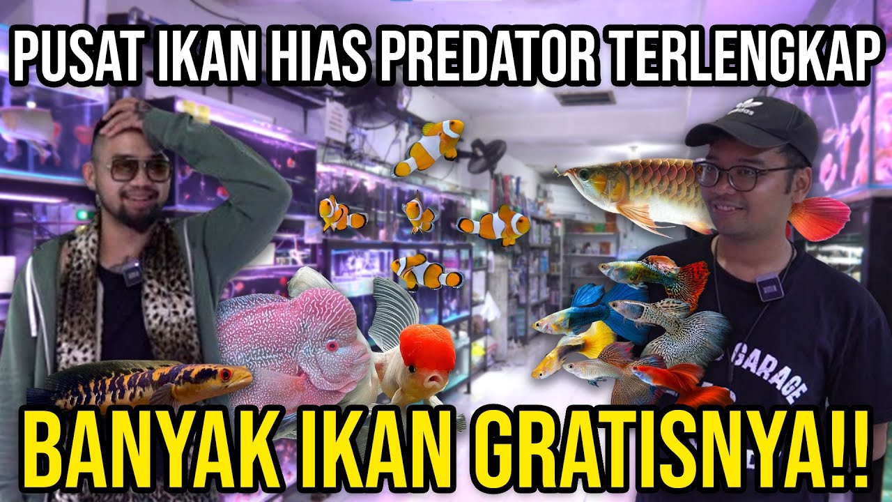 PUSAT IKAN HIAS PREDATOR TERLENGKAP BANYAK IKAN GRATISNYA!! #Audreykingofthejungle #indoexotic