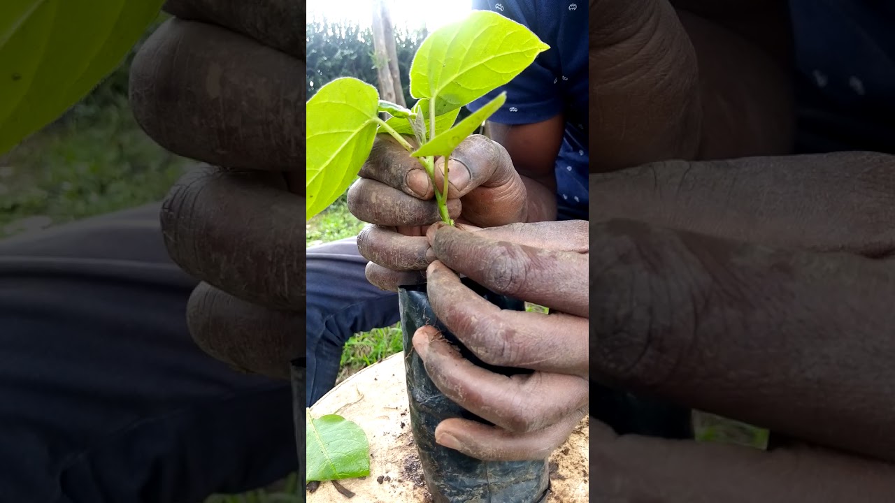 GRAFTING OF TREETOMATO SEEDLINGS WITH  BUGWEED(MUTHAKWA)
