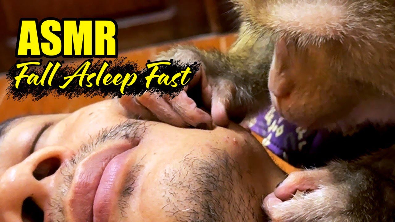 (No Talking) Ultimate Monkey Grooming ASMR Sounds for Fall Asleep Fast