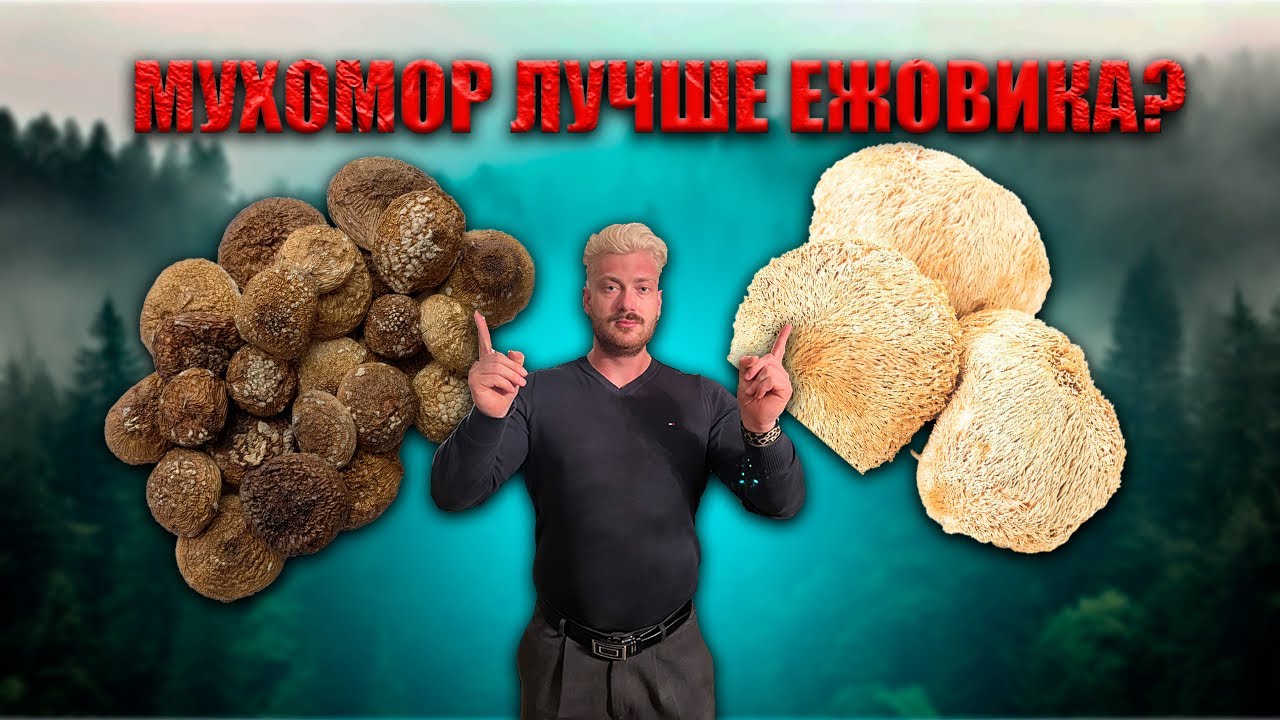 МУХОМОР ЭФФЕКТИВНЕЙ ЧЕМ ЕЖОВИК ГРЕБЕНЧАТЫЙ?!