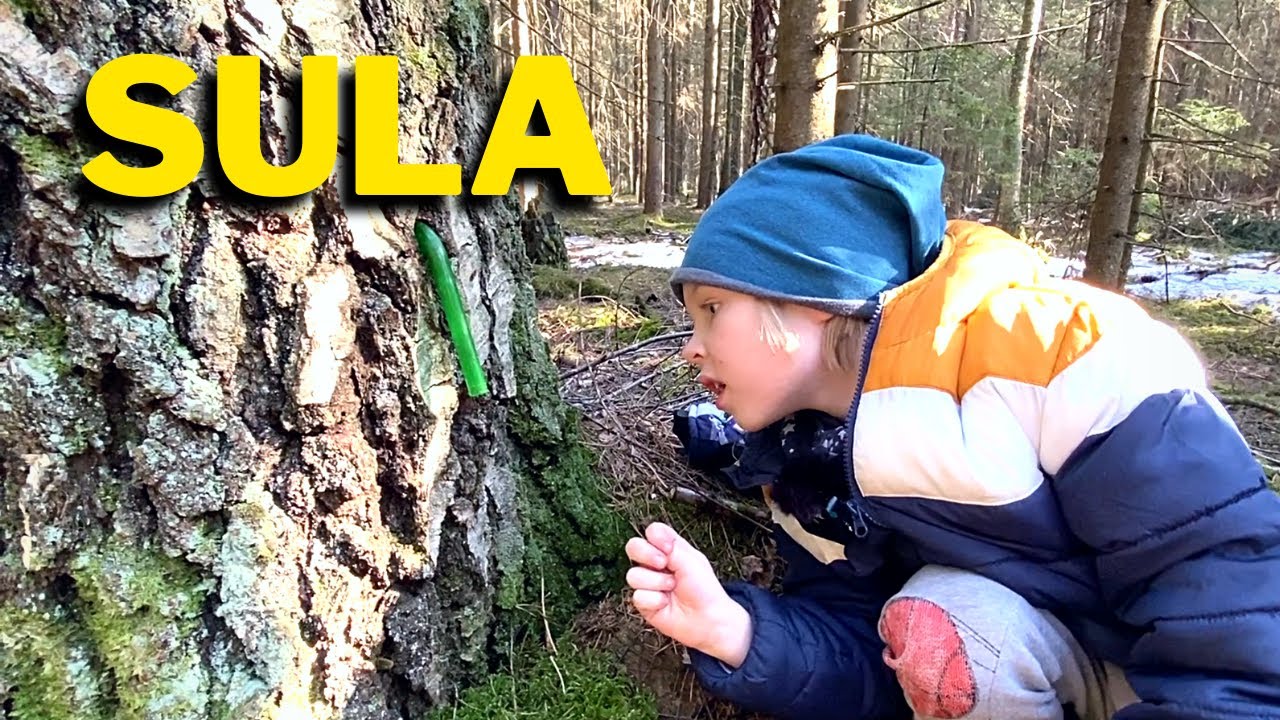 SULA Beržo sula _ SAP BIRCH