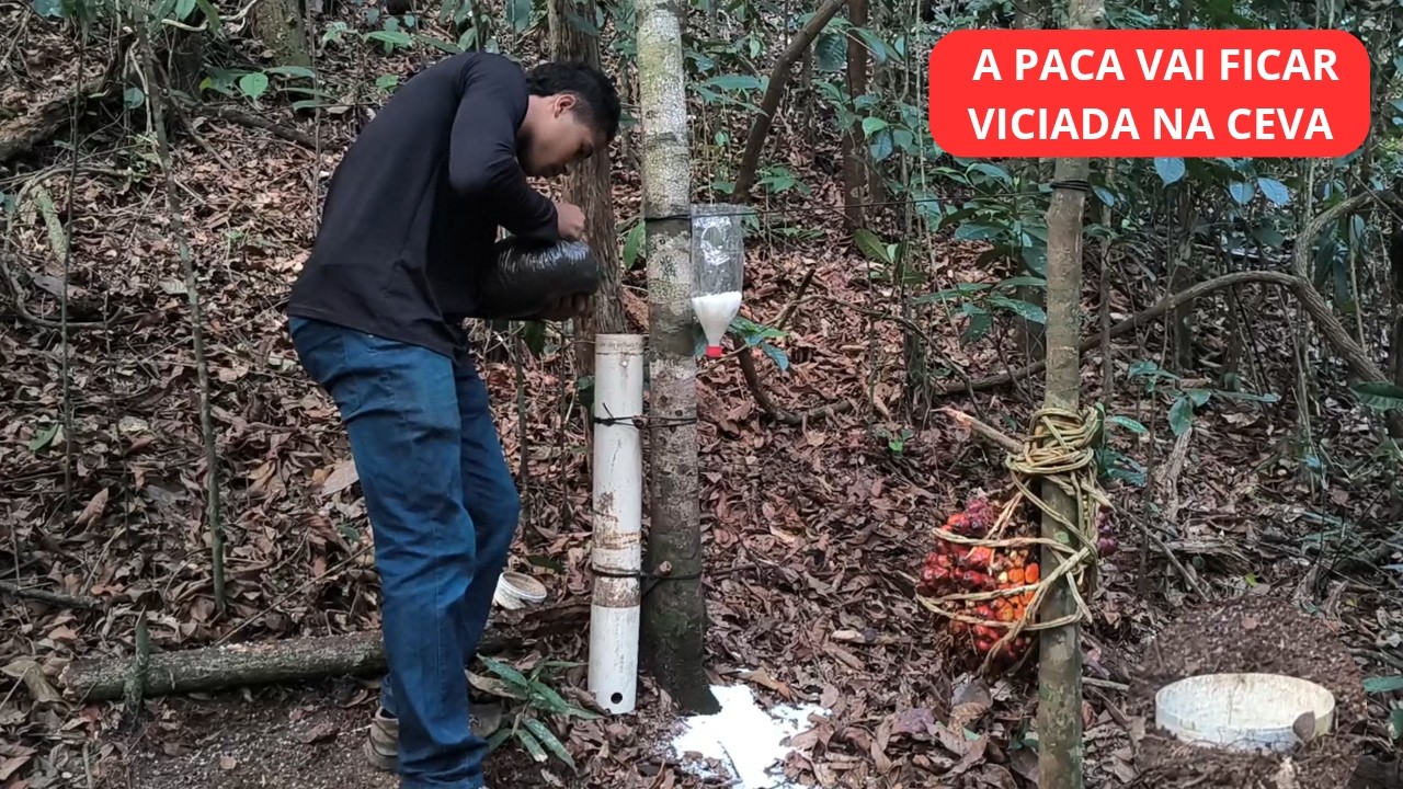 MELHOR JEITO DE FAZER CEVA DE PACA ELAS VÃO FICA VICIADAS