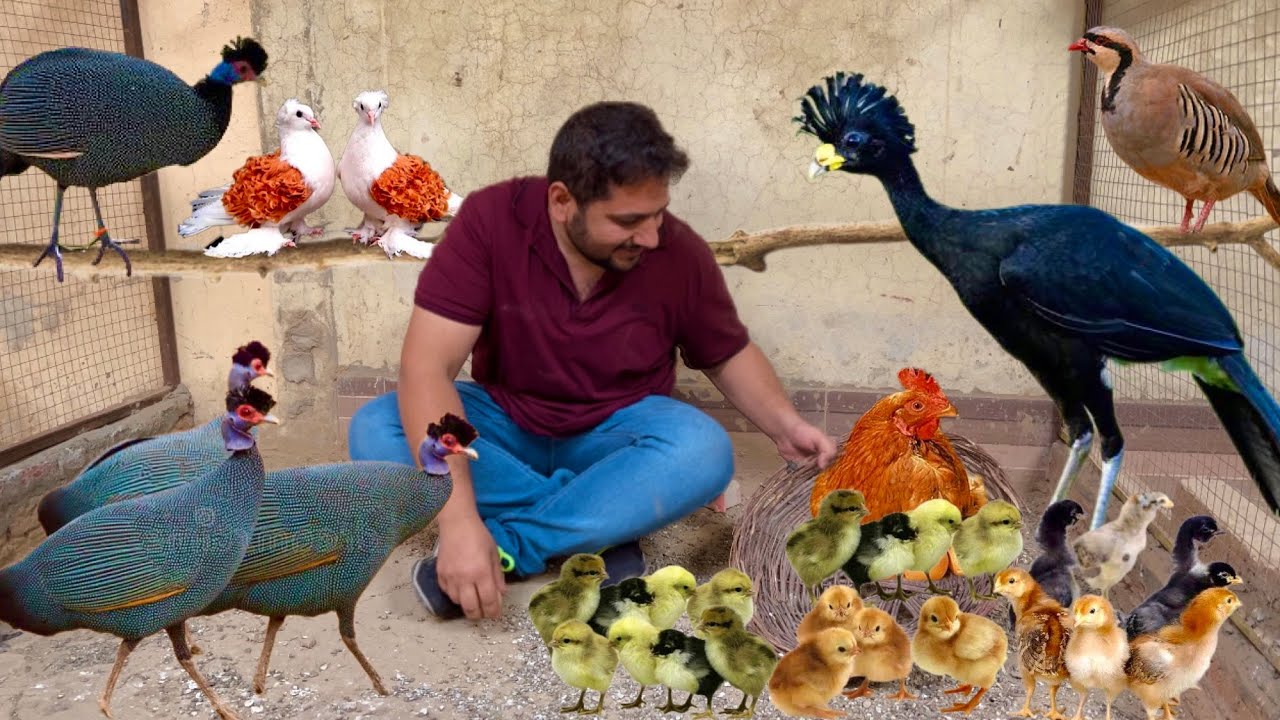 Ground Birds Farming Vulturine Guineafowl, Pheasant, Dakhni Teetar Hatching Eggs, Hsn Entertainment