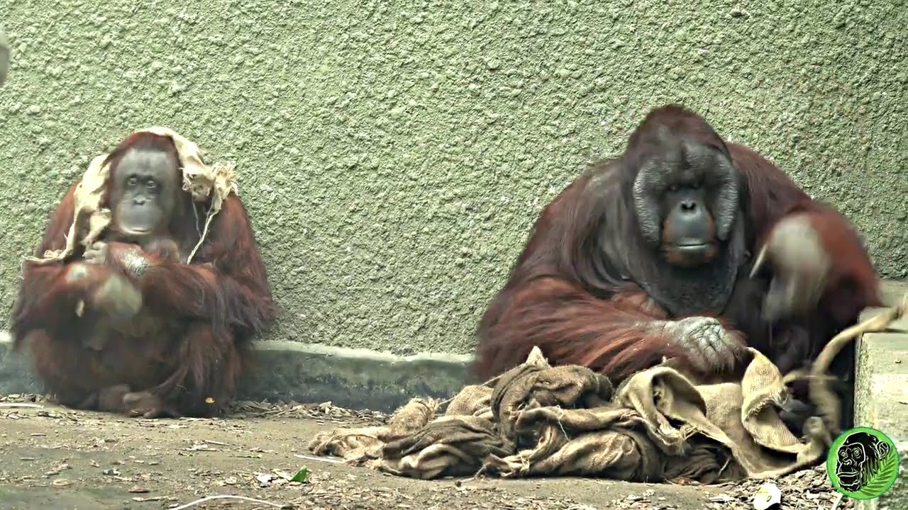 Cautious Mom Holds Baby Close As Orangutan Dad Approaches 🦧🧡 #babyorangutan