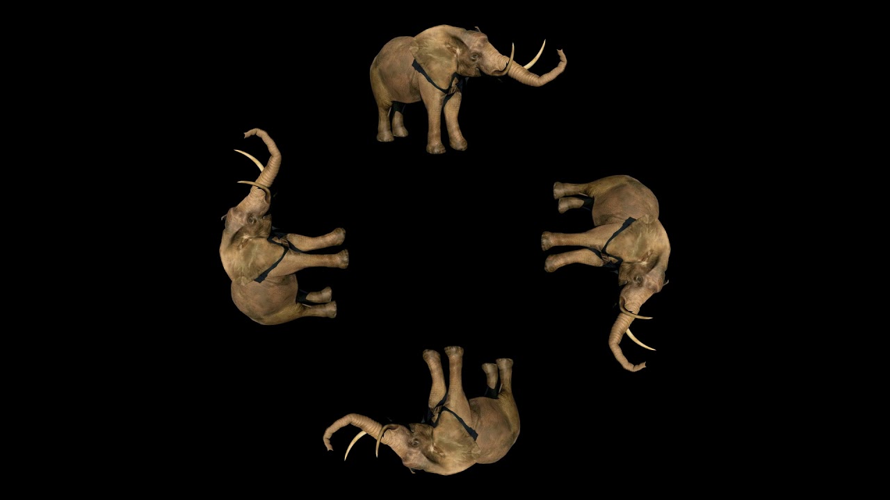 [디오스퀘어 DOSquare] Hologram video English elephant 홀로그램/영어/코끼리
