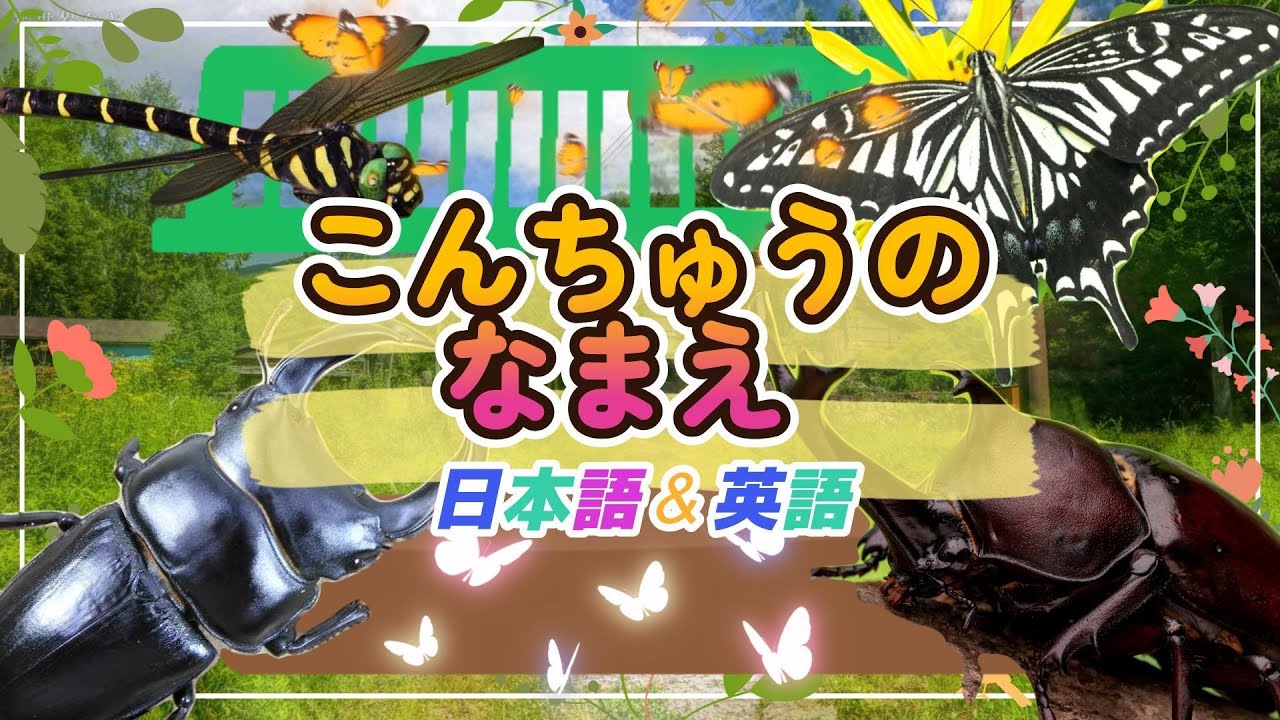 【こんちゅうのなまえ】こんちゅう発見！ こんちゅうを探そう♪カブトムシ アゲハ蝶 クワガタムシ を日本語＆英語で紹介！