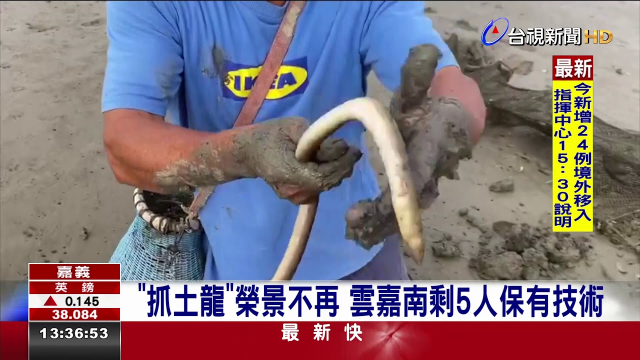 環境變遷野生土龍少！ 抓土龍行業恐沒落