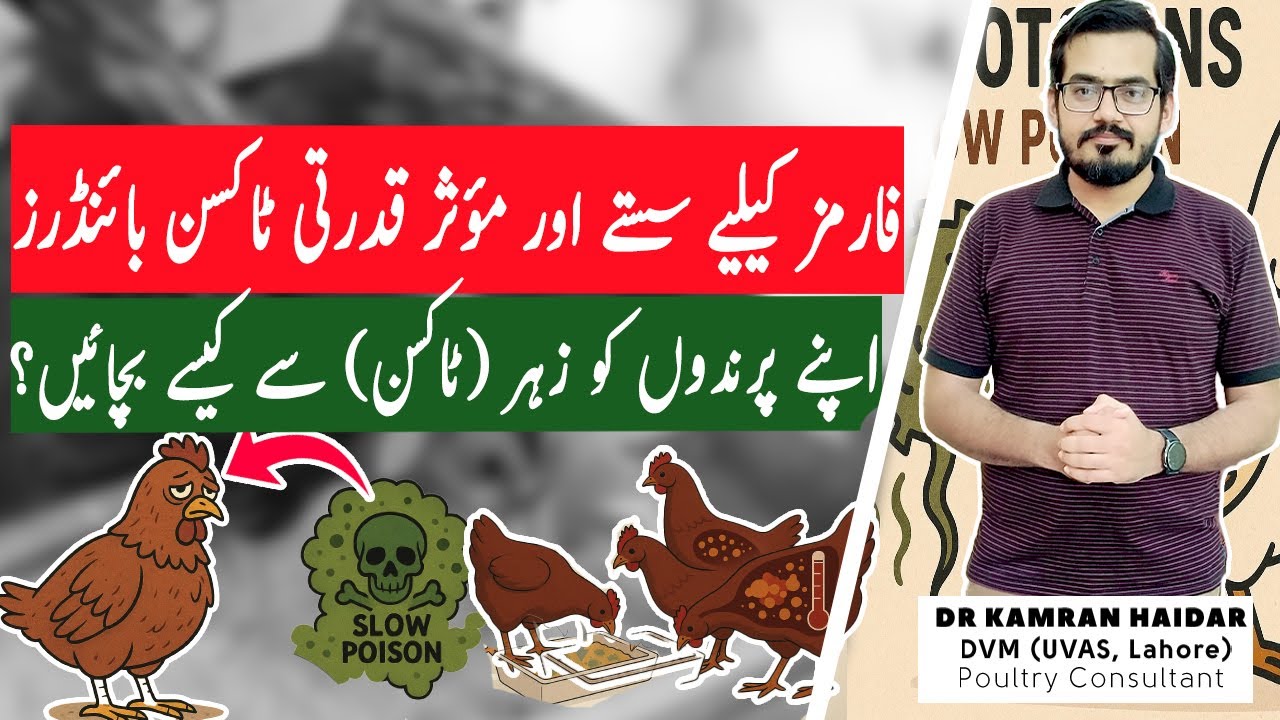 Best Natural Toxin Binder for Poultry | How to Make Natural Toxin Binder for Poultry at Home