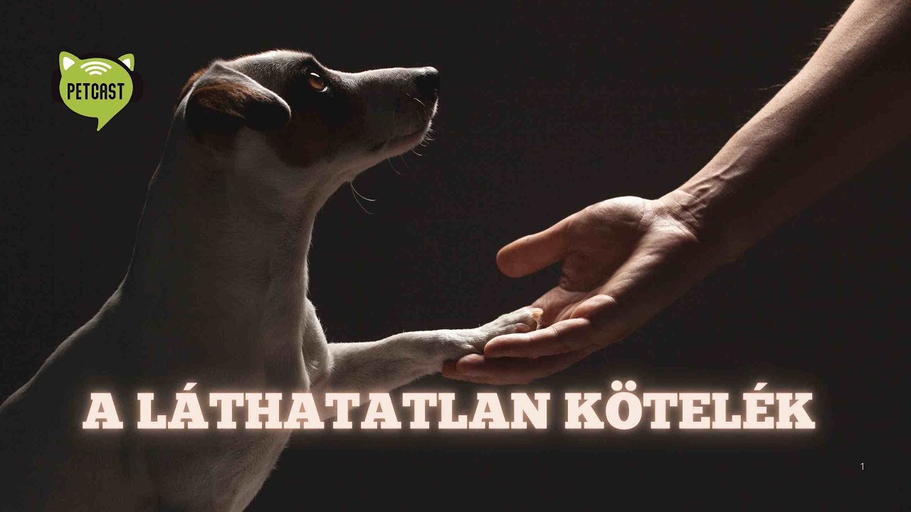 Láthatatlan kötelék van kutya és gazdi között