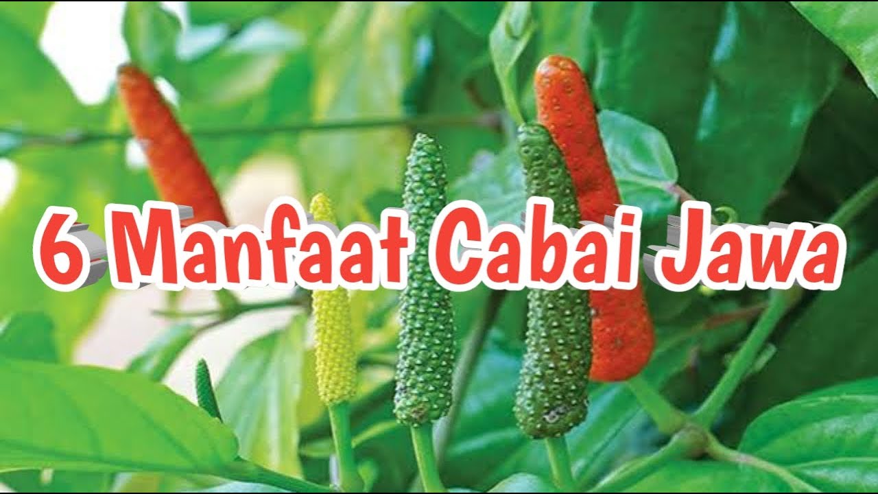 Manfaat cabai Jawa untuk kesehatan