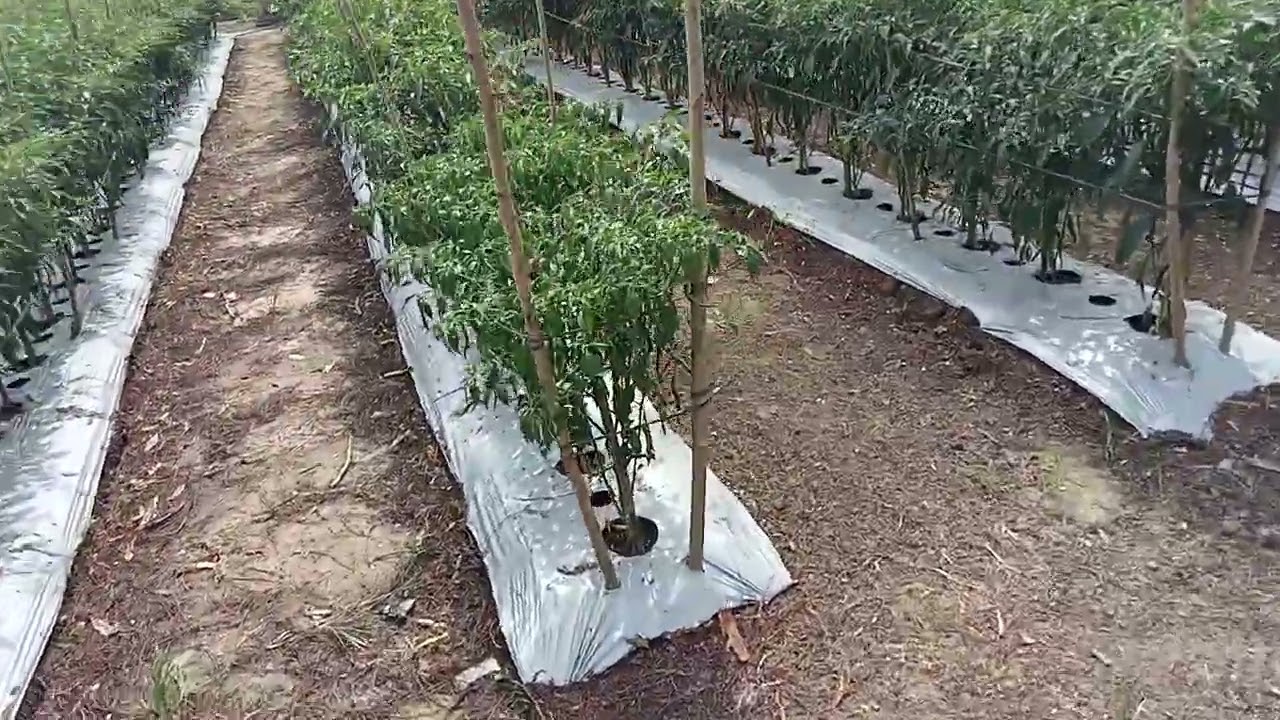 Lombok keriting varietas unggul cktav9 75 hst 