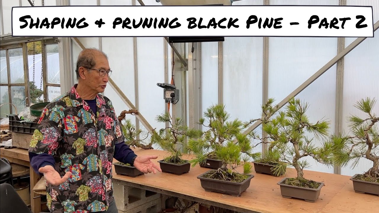 Wiring & Shaping Japanese Black Pine   Part 2