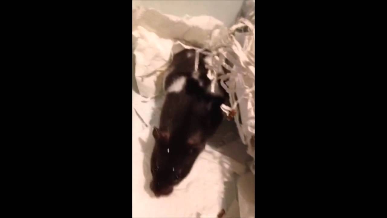 The Screaming Hamster