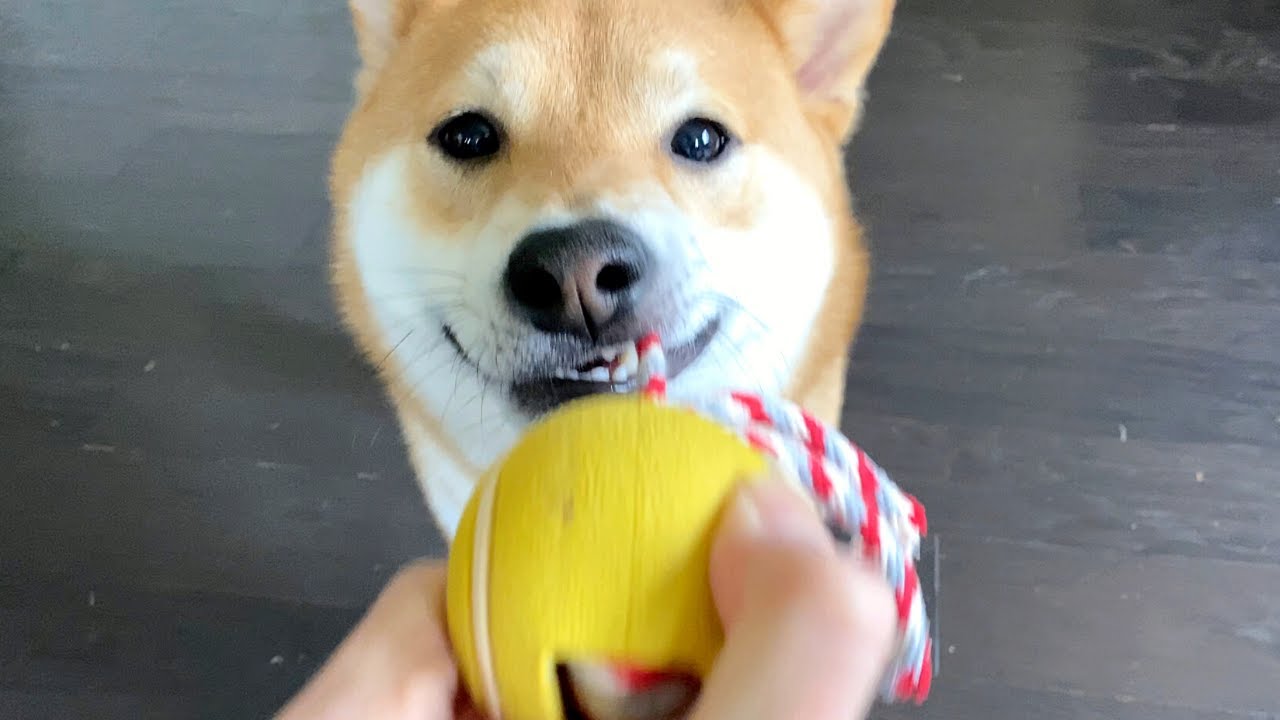 An Intense Tug of War with My Shiba Inu | Super Shiba