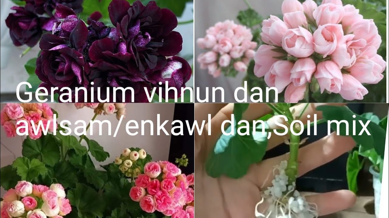 Geranium awlsam tak a vihnun dan/Enkawl dan,soil mix