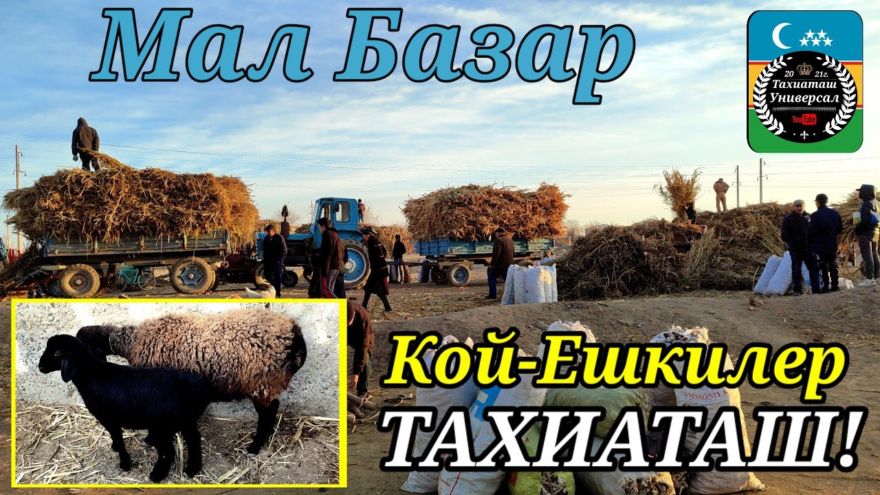 🐐МАЛ БАЗАР🐑КОЙ ЕШКИЛЕР #тахиаташ#каракалпакистан#узбекистан#цены#базар#рынок#баран#шоп