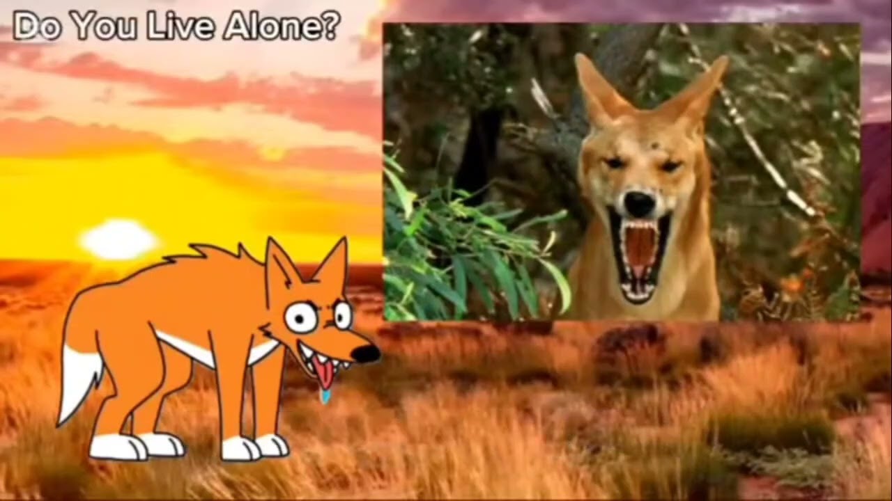 Meet the Animals 268: Dingo