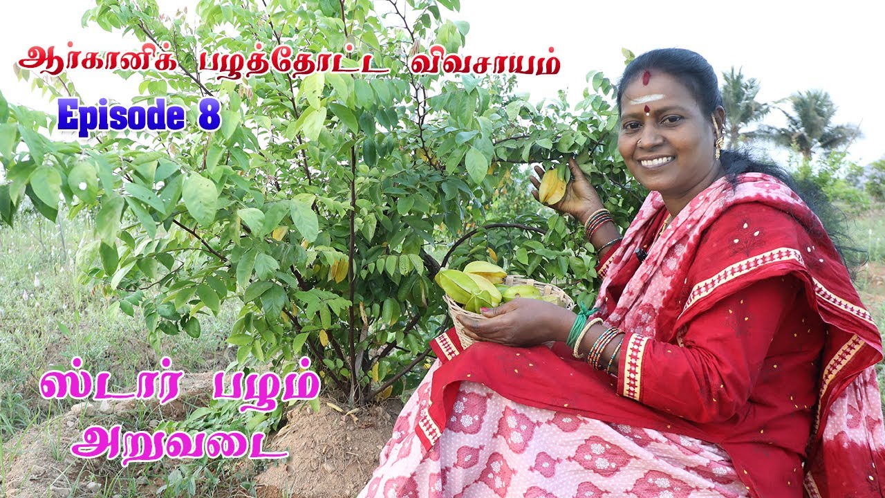 ஆர்கானிக் பழத்தோட்ட விவசாயம் - Episode 8 | Star fruit cultivation | Multivariate fruit farming