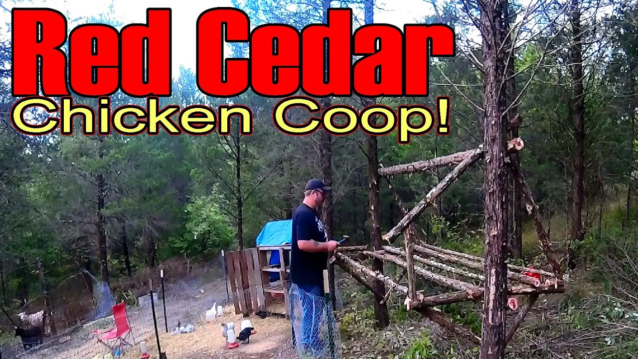 How to build a Cedar Chicken Coop- Part 1