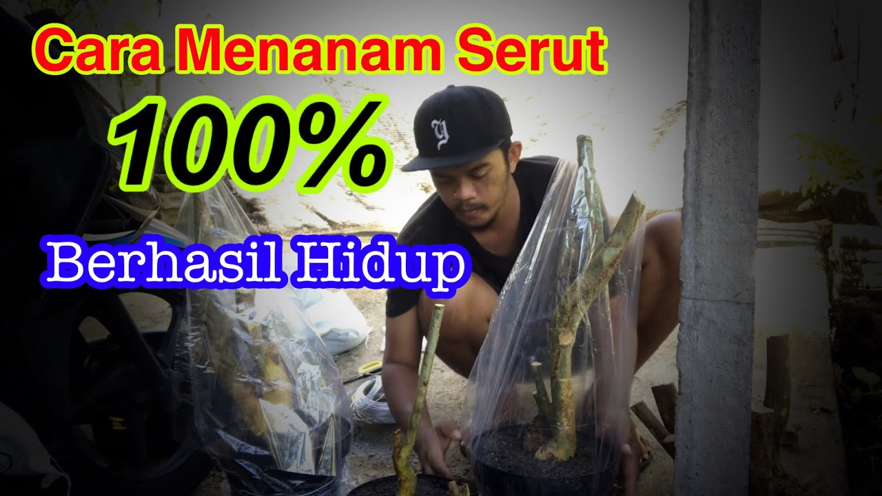 Cara menanam bakalan bonsai serut 100% berhasil hidup