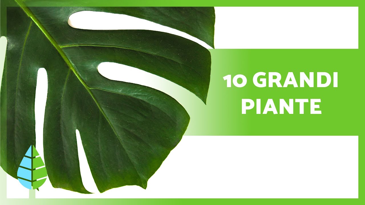 10 GRANDI PIANTE DA INTERNO 🌳 (Nomi e Cura)