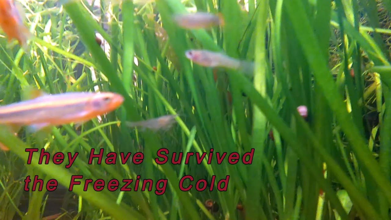 The Cold Killed all my Fish! NOT!! They All Survived the Freezing Cold!