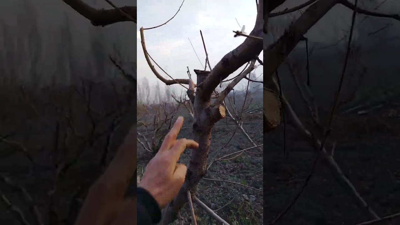 КУЧЛИ УСИБ КЕТГАН 7 ЙОШЛИ ШАФТОЛИНИ КАЙТАРДИК. #fruit #peach 