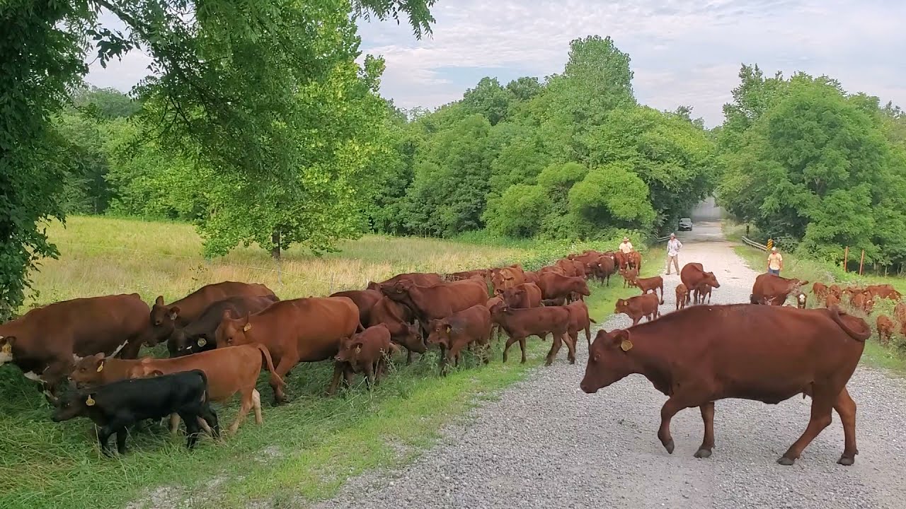 Cattle drive, fencing tips, grassfed steers.