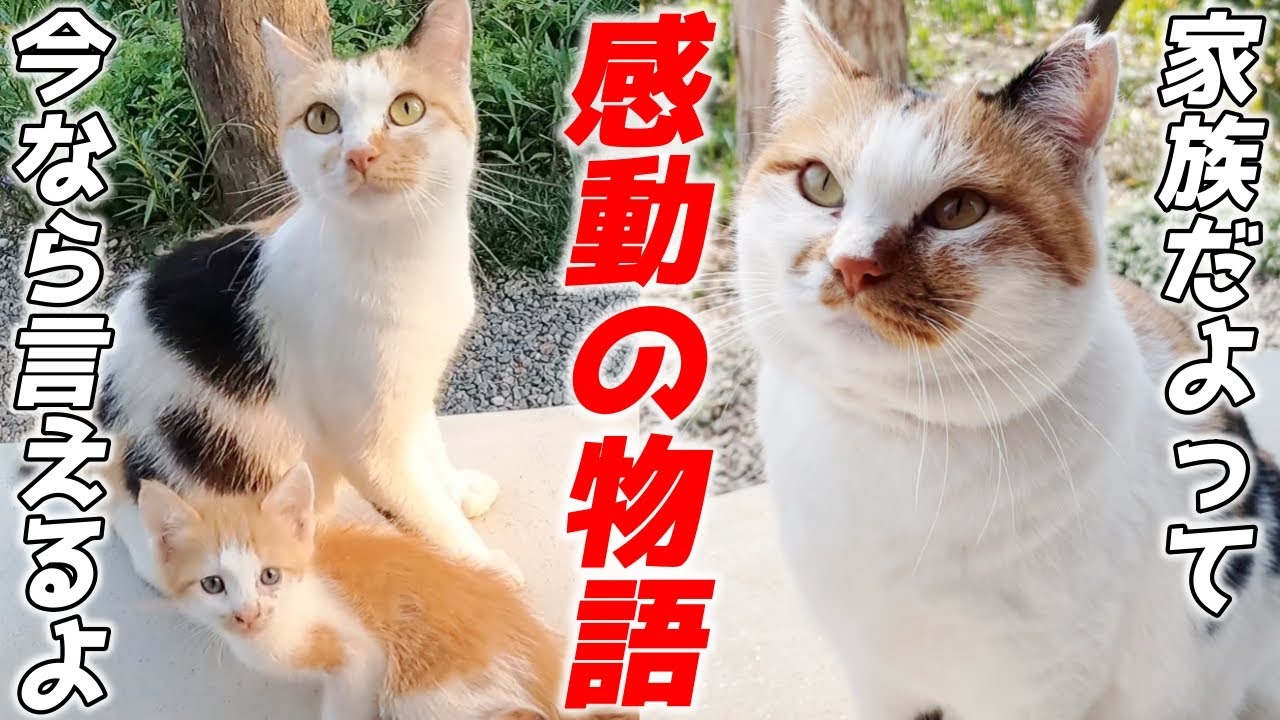 赤ちゃん猫を連れて来てくれた三毛母猫が幸せな生活になるまでの軌跡【感動の物語】